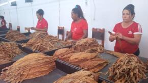 Incrementa Cabaiguán disponibilidad de escogidas de tabaco gestionadas por los productores