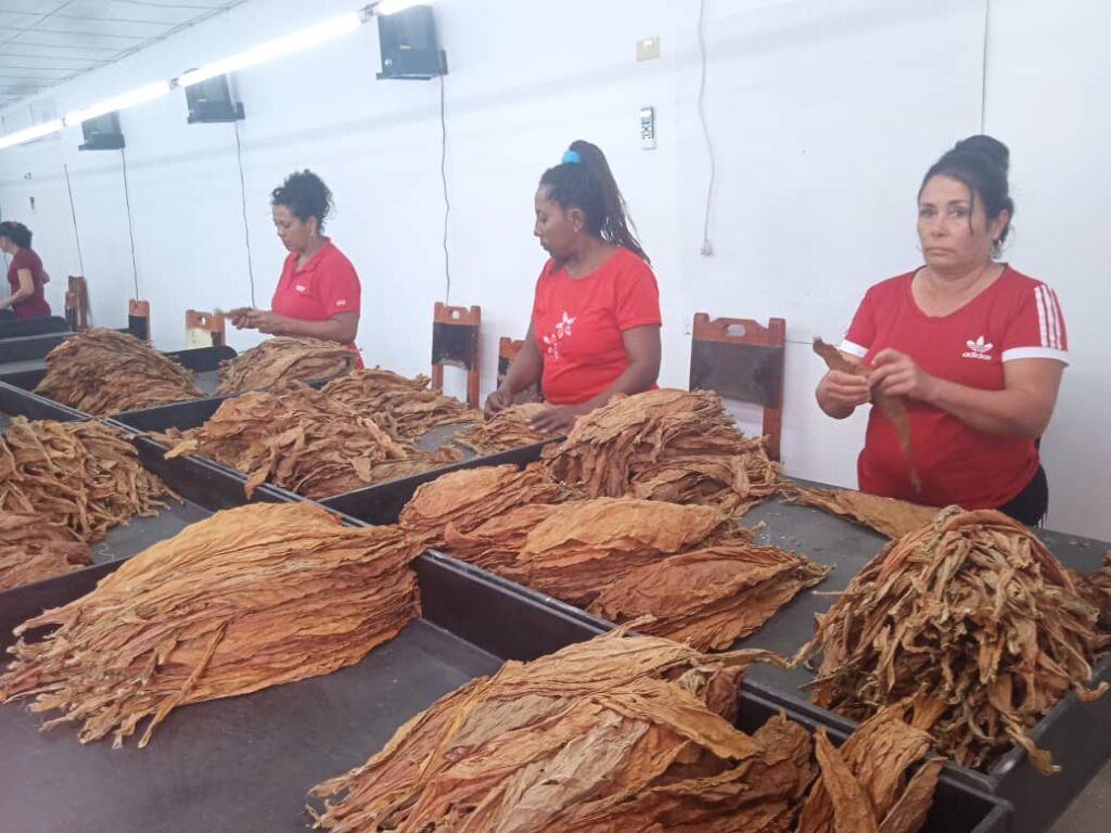 Incrementa Cabaiguán disponibilidad de escogidas de tabaco gestionadas por los productores