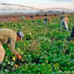 Ley de Soberanía Alimentaria y Nutricional, prioridad de la agricultura en Cabaiguán
