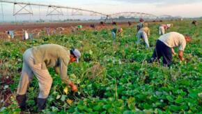 Ley de Soberanía Alimentaria y Nutricional, prioridad de la agricultura en Cabaiguán