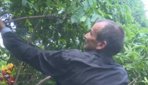 El productor trinitario Leovanys Hernández Batista ha convertido su finca Las Minas en referente de agroecología y tradición cafetalera. Foto: Yosdany Morejón