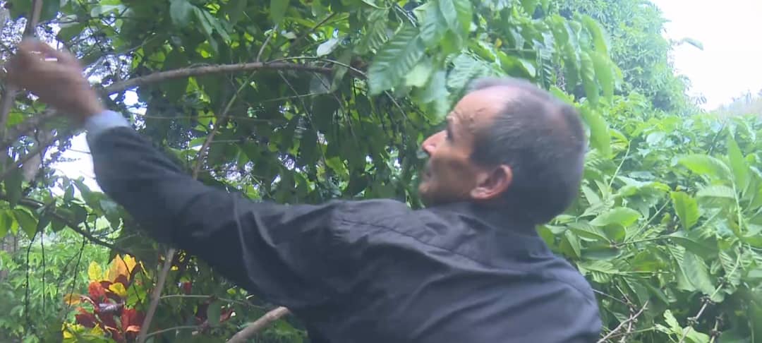 Bajo la sombra del café y la esperanza