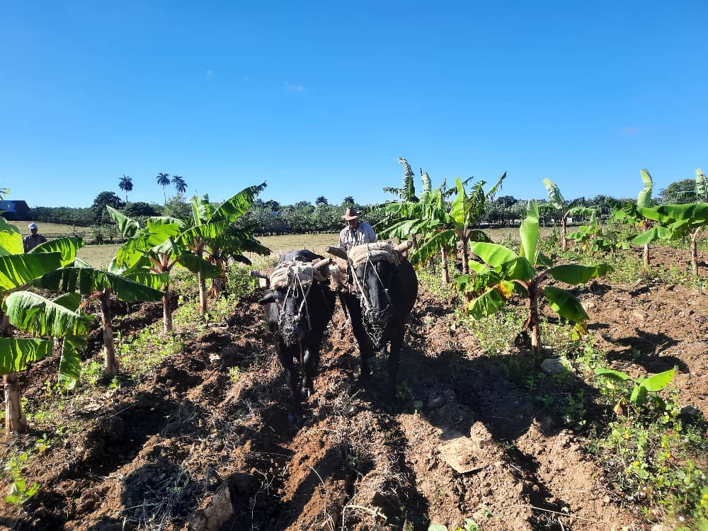 Osmel Pérez y sus razones para hacer producir la tierra