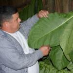 Vegueros espírituanos superan plan de acopio de tabaco tapado