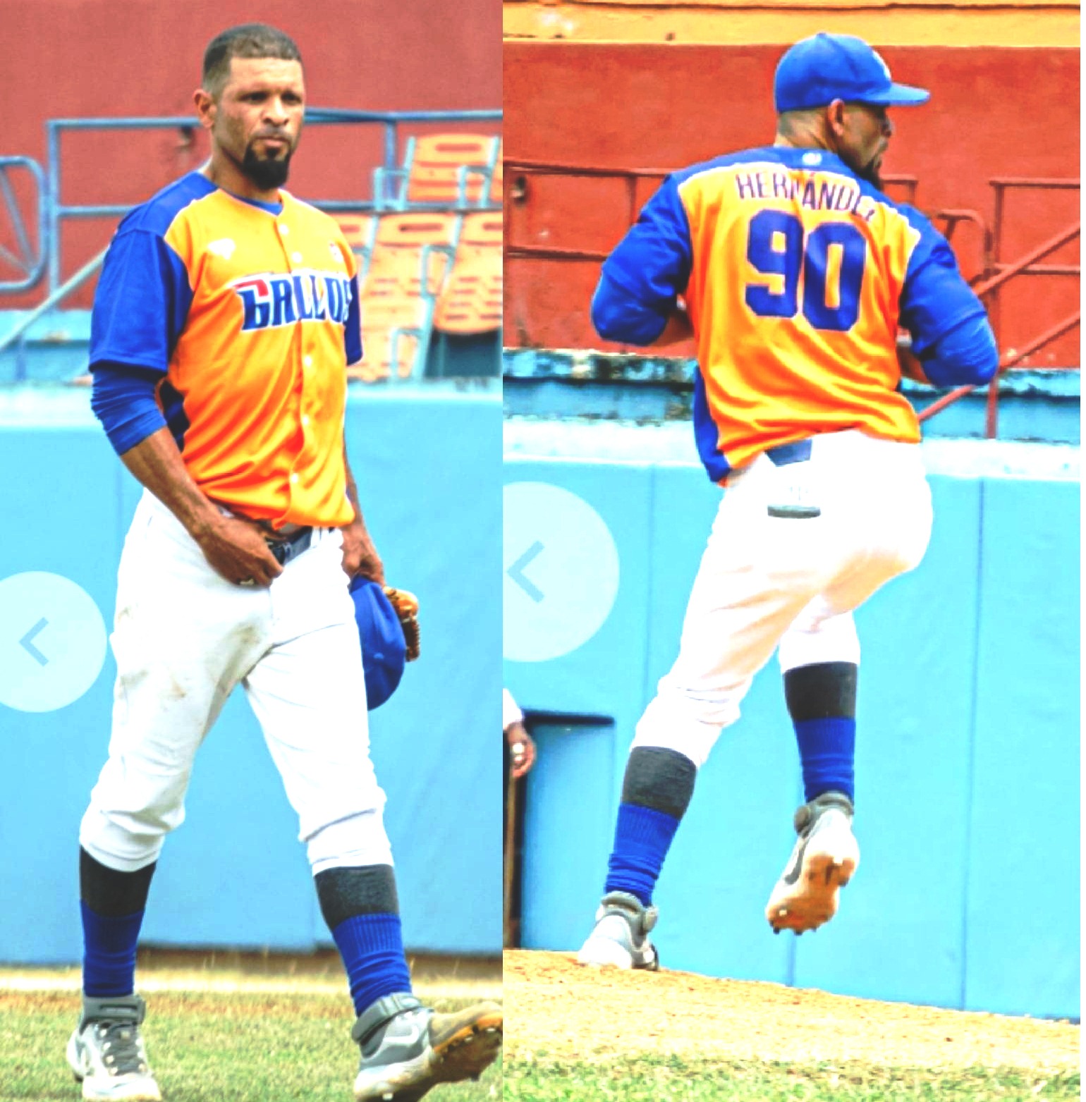 Gallos cantan en su valla