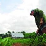 Exhibe Sancti Spíritus resultados científicos notorios apegados a la producción de alimentos