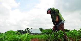 Exhibe Sancti Spíritus resultados científicos notorios apegados a la producción de alimentos