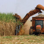 La zafra azucarera 2023-2024 comienza en Cuba la próxima semana