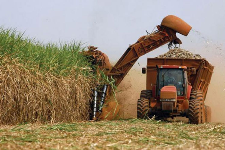 La zafra azucarera 2023-2024 comienza en Cuba la próxima semana
