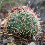 Melocactus en peligro de desaparecer enraíza su vida en Lomas de Fomento