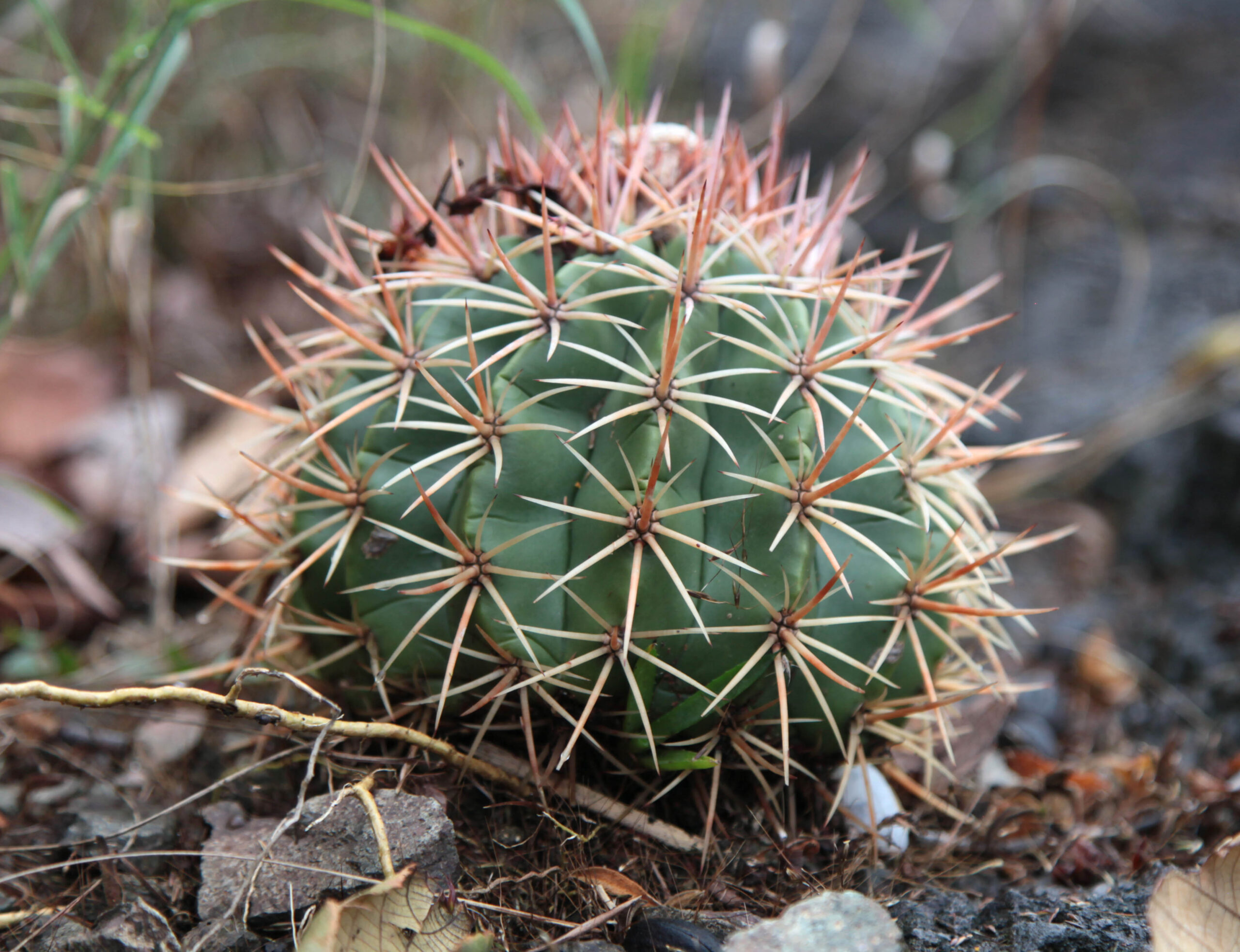 Melocactus en peligro de desaparecer enraíza su vida en Lomas de Fomento