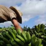 Trabaja Taguasco por lograr soberanía en las producciones de viandas