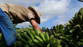 Apuestan en Cabaiguán por mayores avances en implementación de Ley de Soberanía Alimentaria