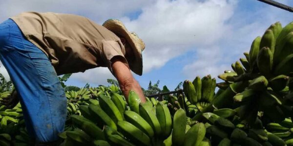 La producción de viandas constituye uno de los retos agrícolas. Foto: Escambray.