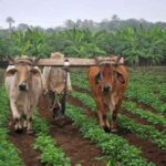 Agricultores inician su más importante campaña de siembra