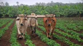 Agricultores inician su más importante campaña de siembra