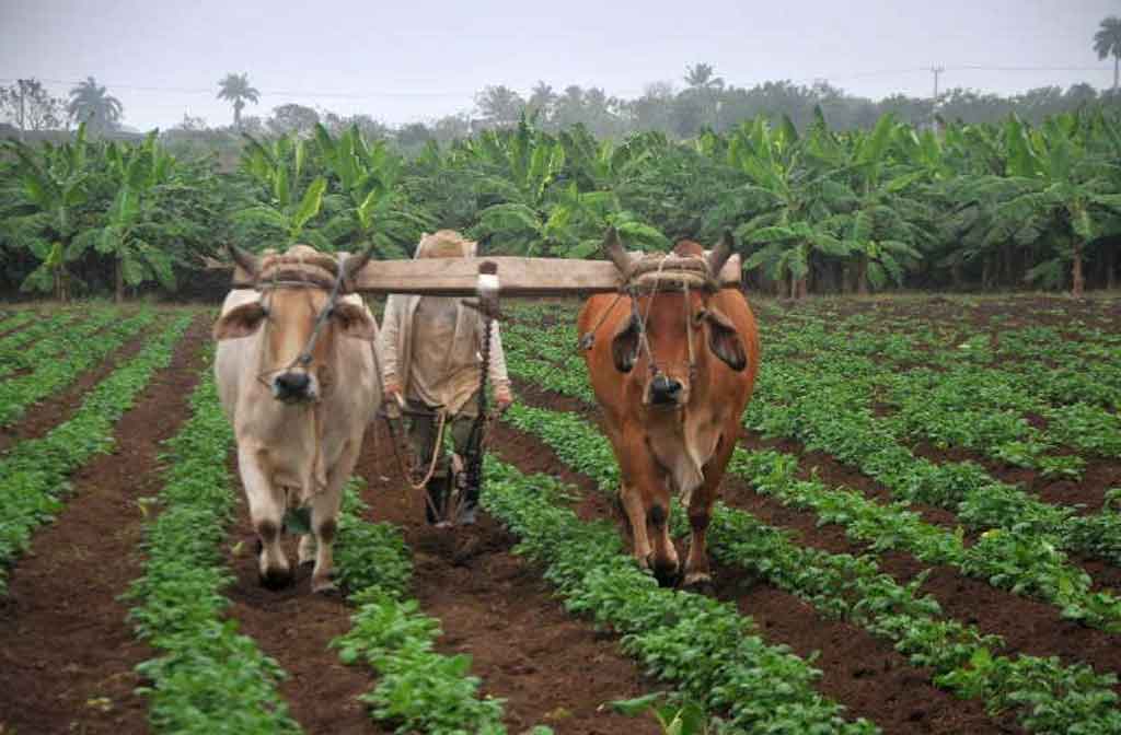Agricultores inician su más importante campaña de siembra