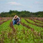 Agricultores de Taguasco aprovechan humedad de los suelos para potenciar siembras