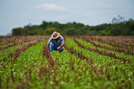 Inmerso Yaguajay en campaña de siembra de primavera