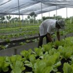 Finalizó en Sancti Spíritus recorrido de la agricultura urbana, suburbana y familiar