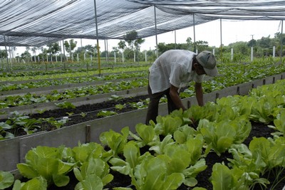 Agricultura urbana, suburbana y familiar mantiene sostenido trabajo en La Sierpe