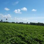 Promueve capacitación a productores estación de protección de plantas de Yaguajay