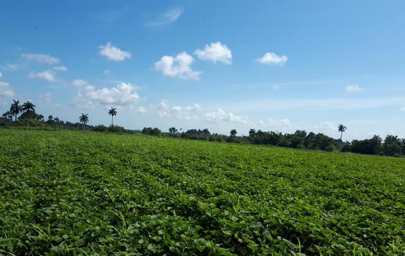 Promueve capacitación a productores estación de protección de plantas de Yaguajay