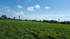 Reconocen desempeño de anapistas de Yaguajay