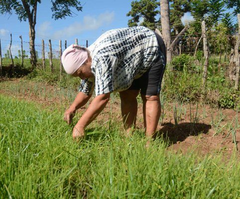 Los condimentos naturales acompañan las brisas que bajan del lomerío. Foto: Oscar Alfonso Sosa.