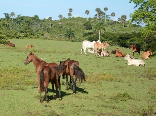 La ganadería vacuna y equina tiene en la montaña un escenario ideal para su desarrollo. Foto: Oscar Alfonso Sosa.