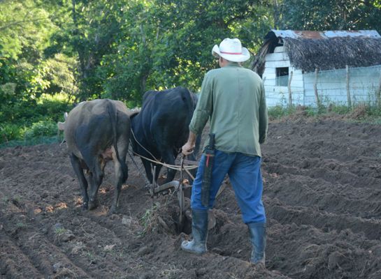 Como abono ideal, el sudor que del trabajo diario alimenta al surco. Foto: Oscar Alfonso Sosa.