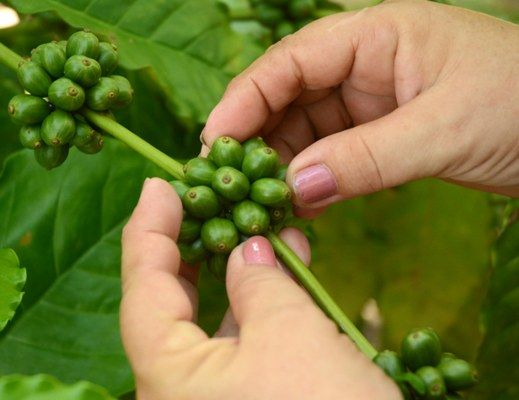 El café, hijo de la montaña, deja ver ya sus frutos para una cercana cosecha. Foto: Oscar Alfonso Sosa.