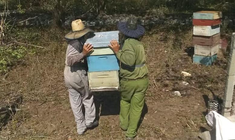 Apicultores espirituanos mueven las colmenas para impulsar producción de miel