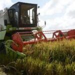 Actualizan sobre proyecciones de la producción de arroz en Cuba