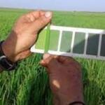 Trasplantan variedades arroceras para producción de semillas básicas