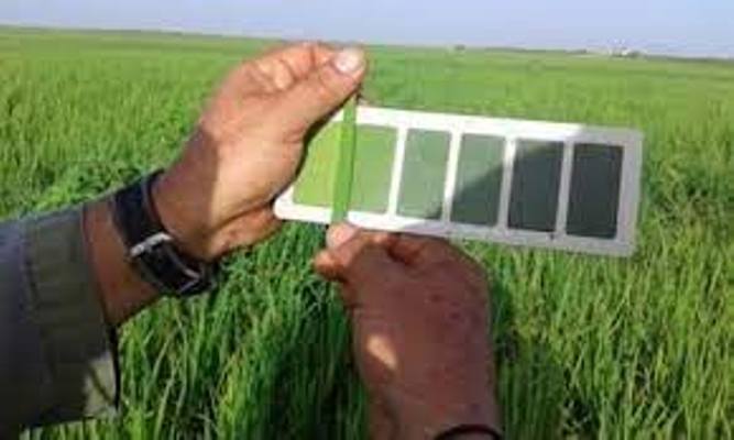 Trasplantan variedades arroceras para producción de semillas básicas