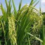 Estación territorial de investigaciones de granos Sur del Jíbaro inmersa en la producción de semillas de arroz