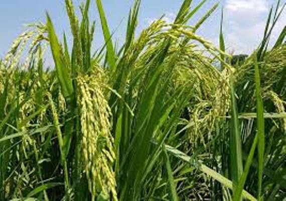 Estación territorial de investigaciones de granos Sur del Jíbaro inmersa en la producción de semillas de arroz