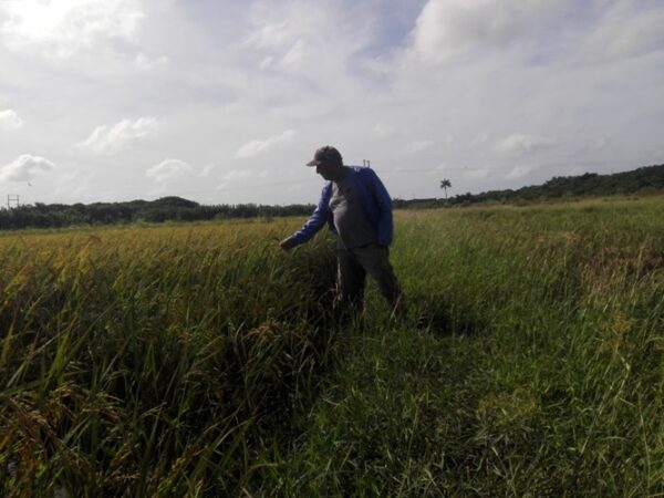 El campesino muestra en el campo de arroz la cosecha que termina. Foto: Eduardo Sicilia Hdez.
