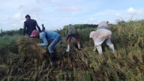 Movimiento popular arrocero en Taguasco cierra con la plantación de 565 hectáreas