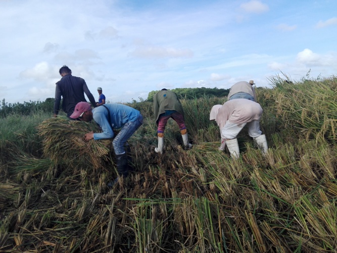 Movimiento popular arrocero en Taguasco cierra con la plantación de 565 hectáreas