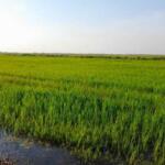 Aporta La Sierpe semilla de nuevas variedades para programa arrocero en el centro del país