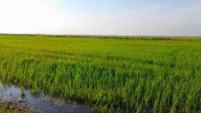 Sur del Jíbaro asume importante compromiso en la producción arrocera