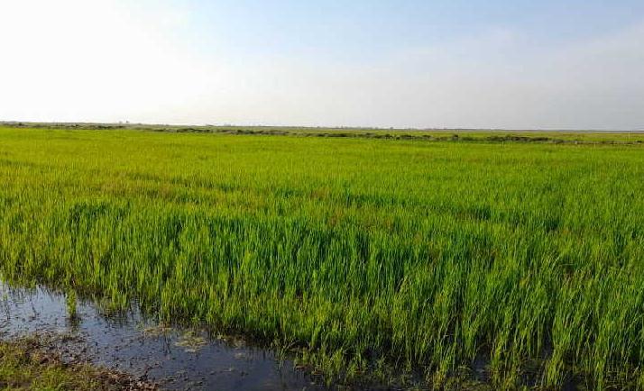 Sur del Jíbaro asume importante compromiso en la producción arrocera