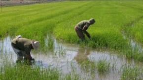 Obtención de medios biológicos para la agricultura reporta positivos resultados en La Sierpe