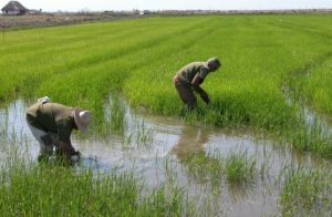 Centro de La Sierpe con importante contribución en el control de plagas
