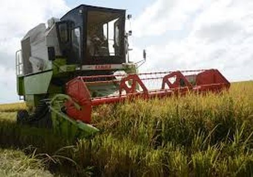 Actualizan sobre proyecciones de la producción de arroz en Cuba