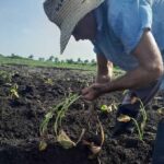 Cementeros de Siguaney le sacan provecho a la tierra