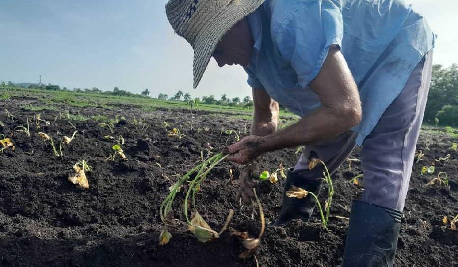 Cementeros de Siguaney le sacan provecho a la tierra