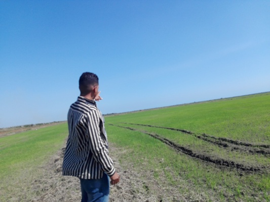 El jefe del departamento agropecuario junto a las plantaciones cooperadas de arroz en la UBPC de Mapos. Foto: Eduardo Sicilia Hernández.